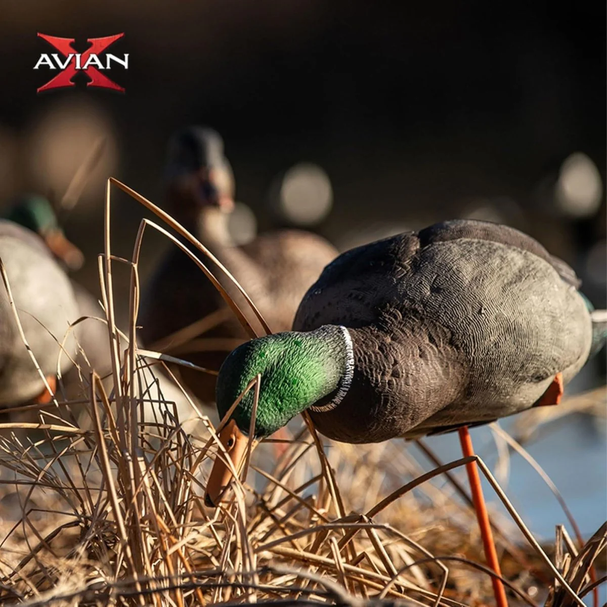 Avian X AXP Full Body Mallards Fusion Pack of 6 Decoys Includes Slot Bag and Field Stakes - Image 2