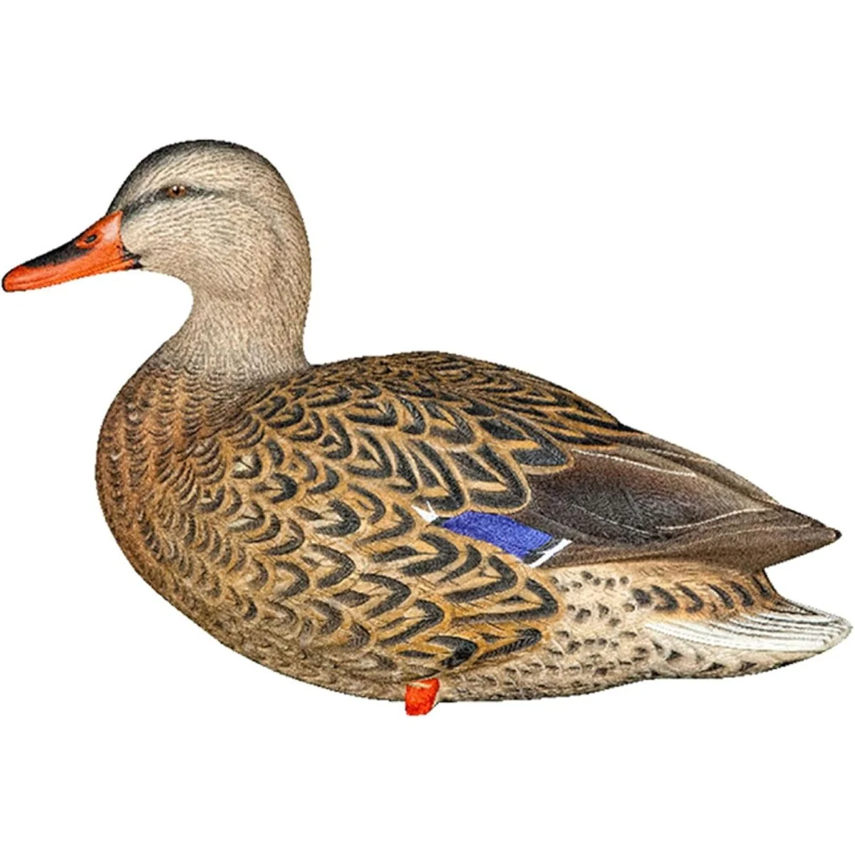 Avian X AXP Full Body Mallards Fusion Pack of 6 Decoys Includes Slot Bag and Field Stakes - Image 4