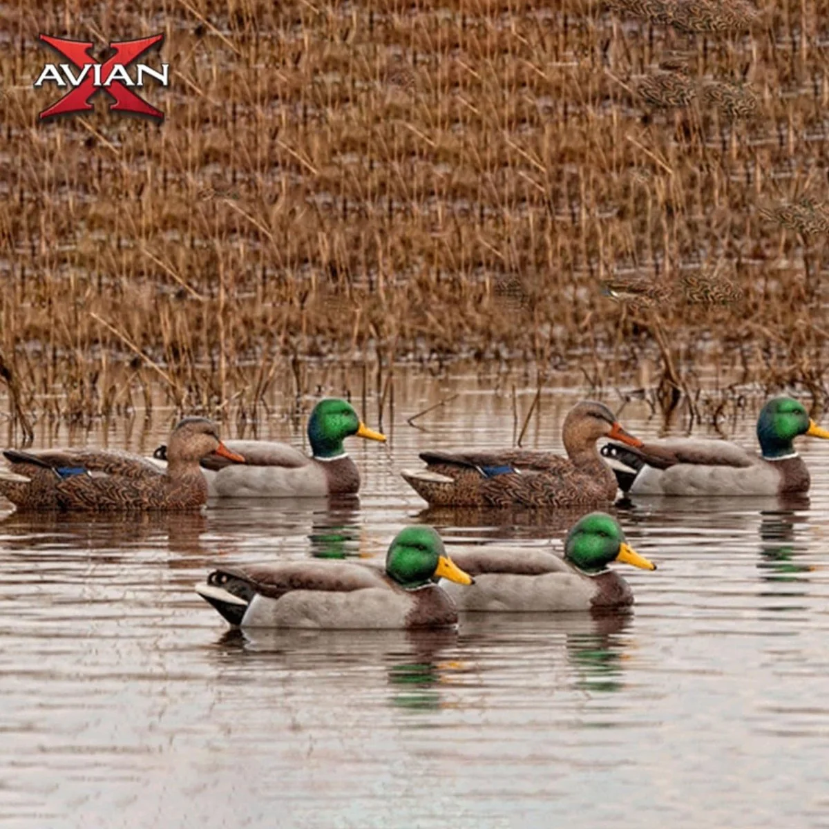 Avian X AXP Full Body Mallards Fusion Pack of 6 Decoys Includes Slot Bag and Field Stakes - Image 5