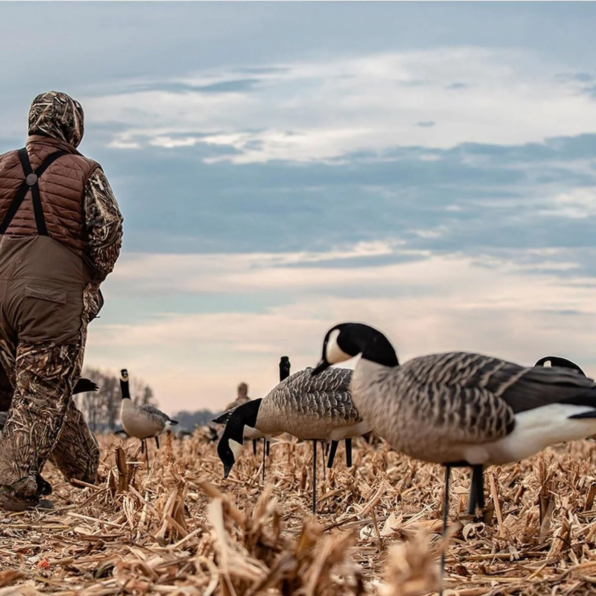 Avian X AXP Lessers : Feeder Pack of 6 Decoys - Image 5