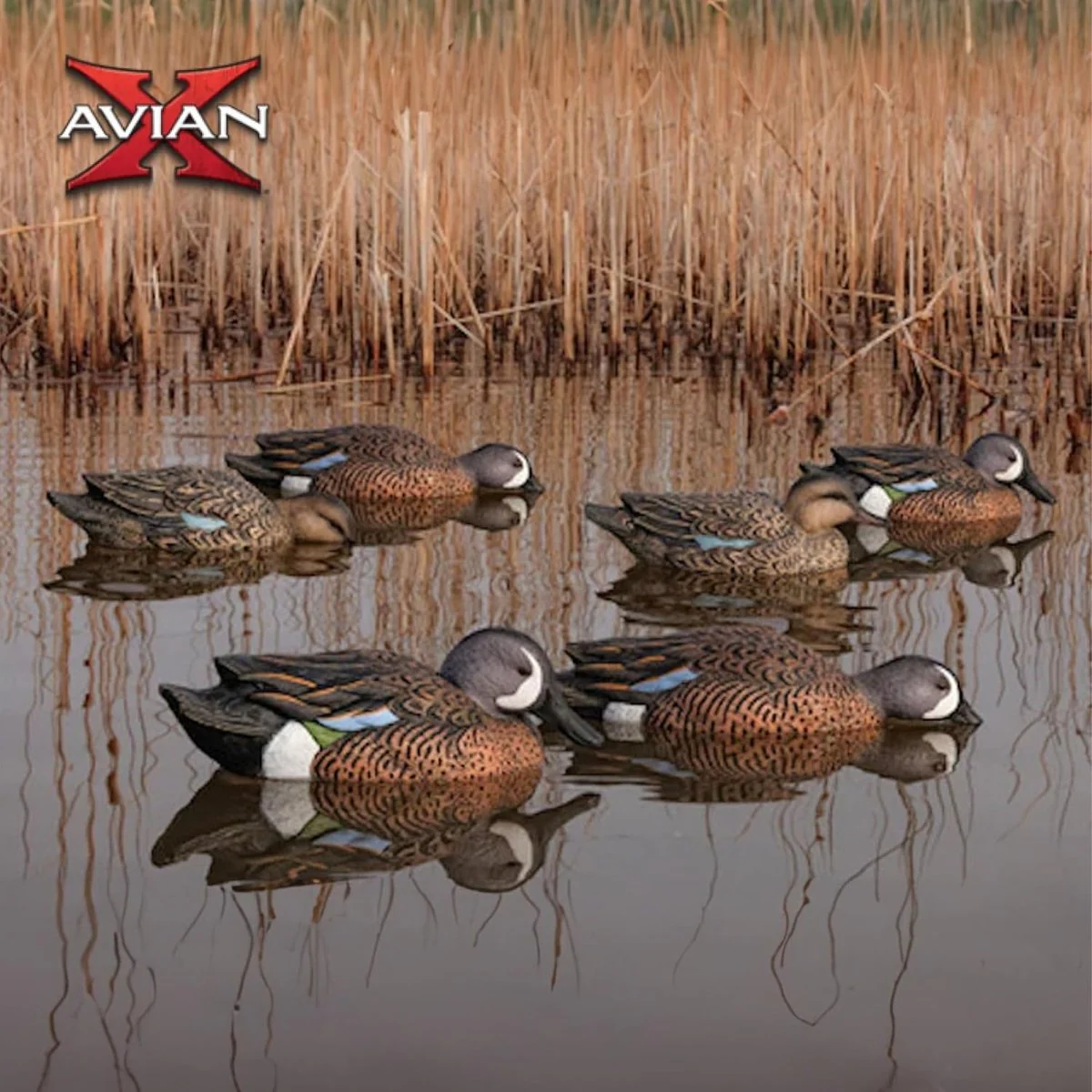 Avian X Topflight Blue-Winged Teal Pack of 6 Floating Decoys - Image 4